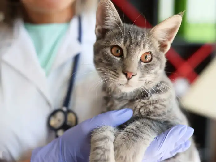 GS 441524 FIP | Shaanxi BLOOM Tech Co., Ltd