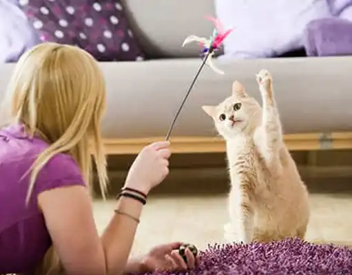 GS 441524 FIP | Shaanxi BLOOM Tech Co., Ltd