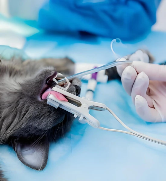 GS-441524 Tablets | Shaanxi BLOOM Tech Co., Ltd