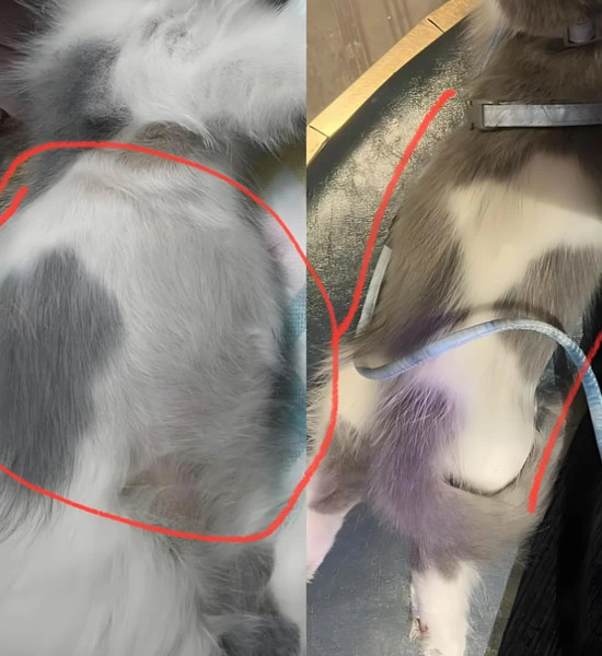 GS-441524 Tablets | Shaanxi BLOOM Tech Co., Ltd