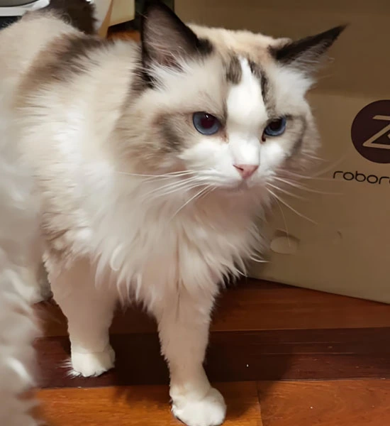 GS-441524 Tablets use | Shaanxi BLOOM Tech Co., Ltd GS-441524 Tablets use | Shaanxi BLOOM Tech Co., Ltd