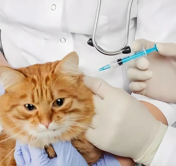 GS 441524 Powder use | Shaanxi BLOOM Tech Co., Ltd