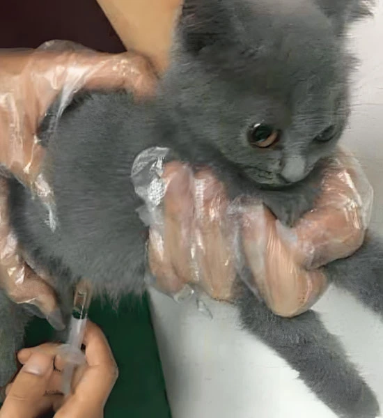 GS-441524 Tablets use | Shaanxi BLOOM Tech Co., Ltd