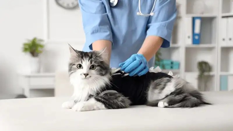 GS-441524 Fip | Shaanxi BLOOM Tech Co., Ltd GS-441524 Fip | Shaanxi BLOOM Tech Co., Ltd