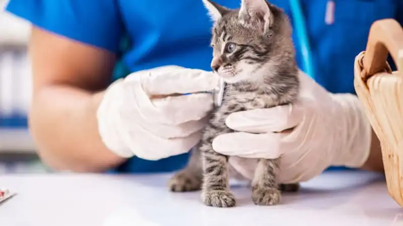 GS-441524 Fip | Shaanxi BLOOM Tech Co., Ltd