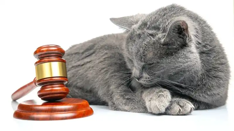 GS-441524 Fip | Shaanxi BLOOM Tech Co., Ltd GS-441524 Fip | Shaanxi BLOOM Tech Co., Ltd