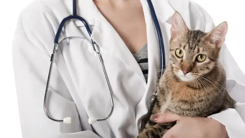 GS-441524 Fip | Shaanxi BLOOM Tech Co., Ltd GS-441524 Fip | Shaanxi BLOOM Tech Co., Ltd