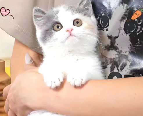 GS-441524 Tablets use | Shaanxi BLOOM Tech Co., Ltd