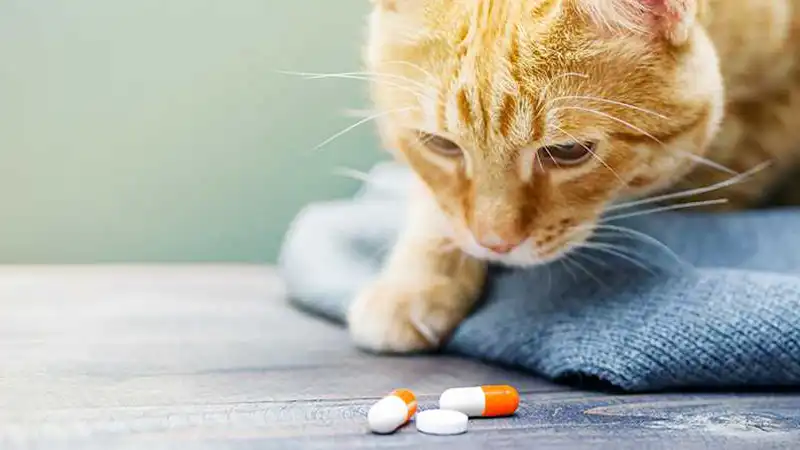 GS-441524 Tablets | Shaanxi BLOOM Tech Co., Ltd GS-441524 Tablets | Shaanxi BLOOM Tech Co., Ltd