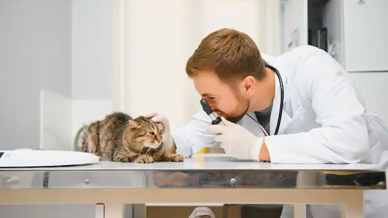 GS-441524 Injection | Shaanxi BLOOM Tech Co., Ltd