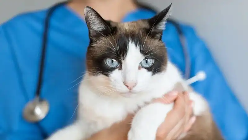 GS-441524 Tablets | Shaanxi BLOOM Tech Co., Ltd