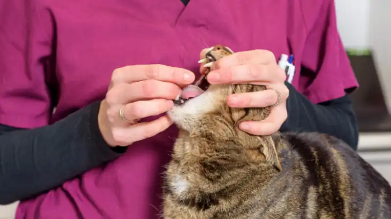 GS-441524 Tablets | Shaanxi BLOOM Tech Co., Ltd GS-441524 Tablets | Shaanxi BLOOM Tech Co., Ltd