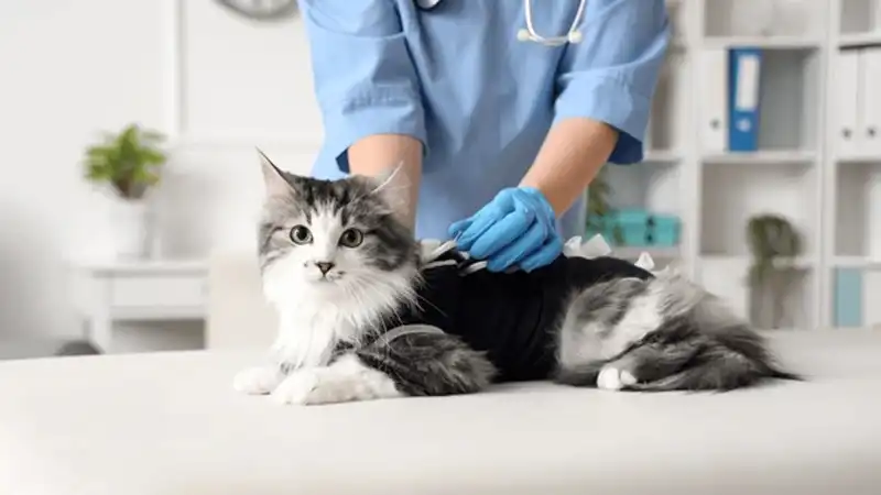 GS-441524 Tablets | Shaanxi BLOOM Tech Co., Ltd