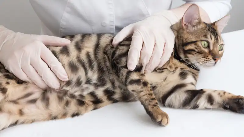 GS-441524 Tablets | Shaanxi BLOOM Tech Co., Ltd GS-441524 Tablets | Shaanxi BLOOM Tech Co., Ltd