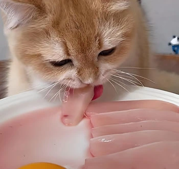 GS-441524 Tablets use | Shaanxi BLOOM Tech Co., Ltd