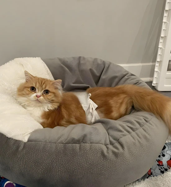 gs 441524 purchase  | Shaanxi BLOOM Tech Co., Ltd