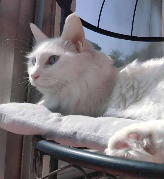 GS-441524 Tablets use | Shaanxi BLOOM Tech Co., Ltd