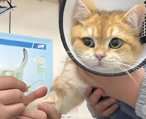 gs 441524 fip treatment  | Shaanxi BLOOM Tech Co., Ltd