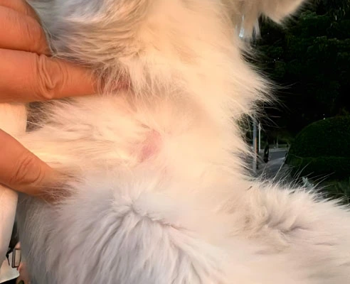 GS-441524 Fip use | Shaanxi BLOOM Tech Co., Ltd