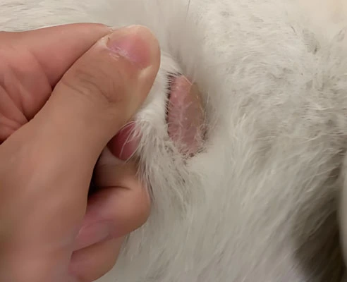 GS-441524 Fip use| Shaanxi BLOOM Tech Co., Ltd