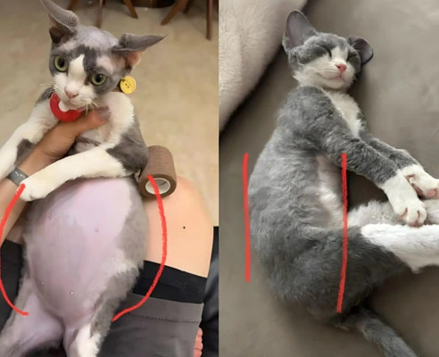 GS-441524 Fip use| Shaanxi BLOOM Tech Co., Ltd GS-441524 Fip use| Shaanxi BLOOM Tech Co., Ltd