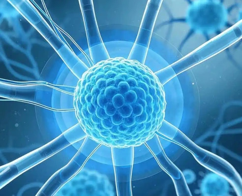 GS-441524 Fip use | Shaanxi BLOOM Tech Co., Ltd