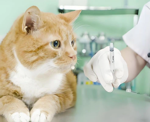 GS-441524 Fip use | Shaanxi BLOOM Tech Co., Ltd