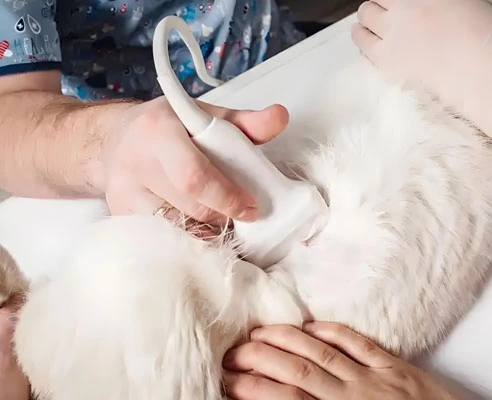 GS-441524 Fip use | Shaanxi BLOOM Tech Co., Ltd