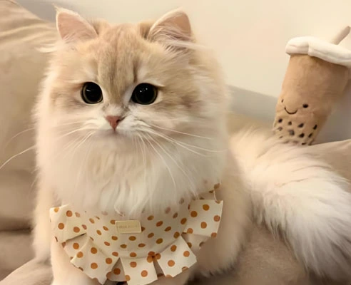 GS-441524 Fip use| Shaanxi BLOOM Tech Co., Ltd