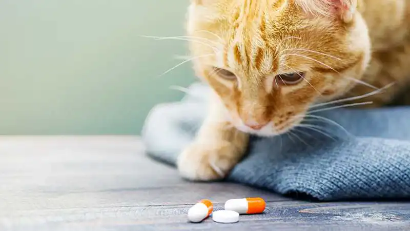 GS-441524 Powder | Shaanxi BLOOM Tech Co., Ltd