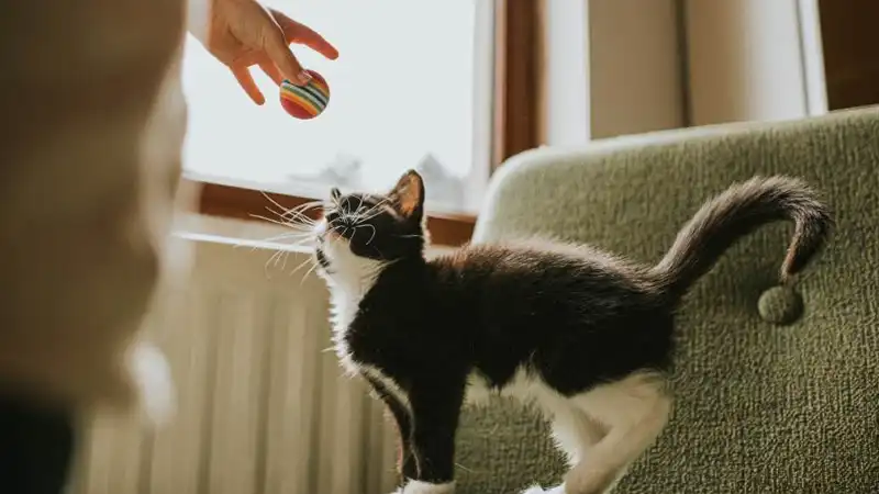 GS-441524 Powder | Shaanxi BLOOM Tech Co., Ltd