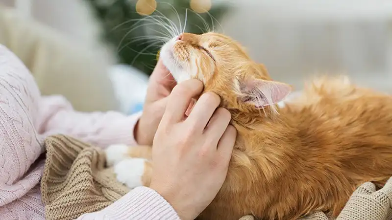 GS-441524 Powder | Shaanxi BLOOM Tech Co., Ltd GS-441524 Powder | Shaanxi BLOOM Tech Co., Ltd