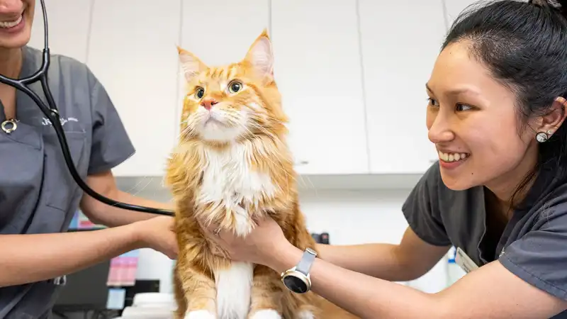 GS-441524 Tablets | Shaanxi BLOOM Tech Co., Ltd GS-441524 Tablets | Shaanxi BLOOM Tech Co., Ltd