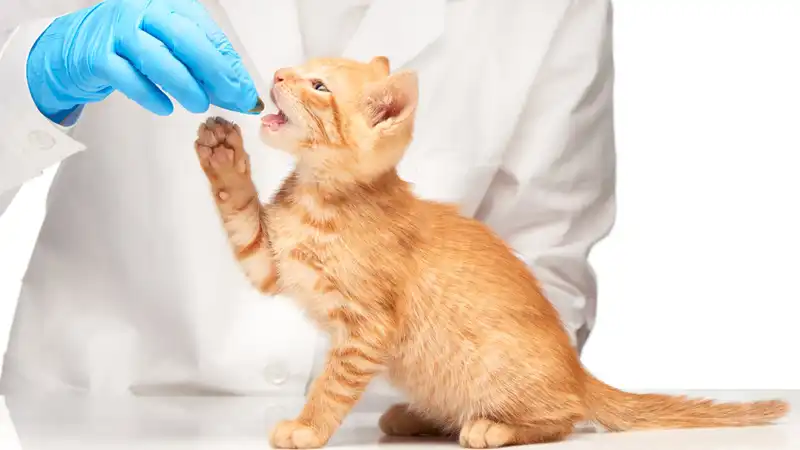 GS-441524 Tablets | Shaanxi BLOOM Tech Co., Ltd