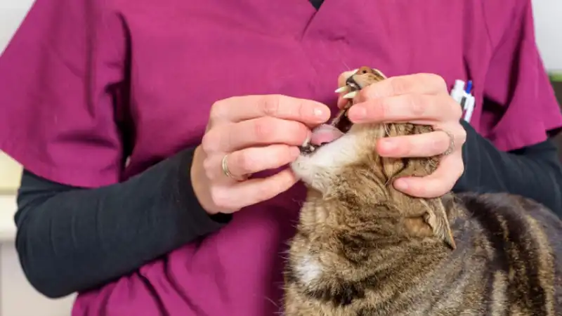 GS-441524 Tablets | Shaanxi BLOOM Tech Co., Ltd