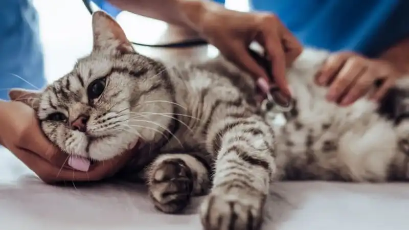 GS-441524 Tablets | Shaanxi BLOOM Tech Co., Ltd