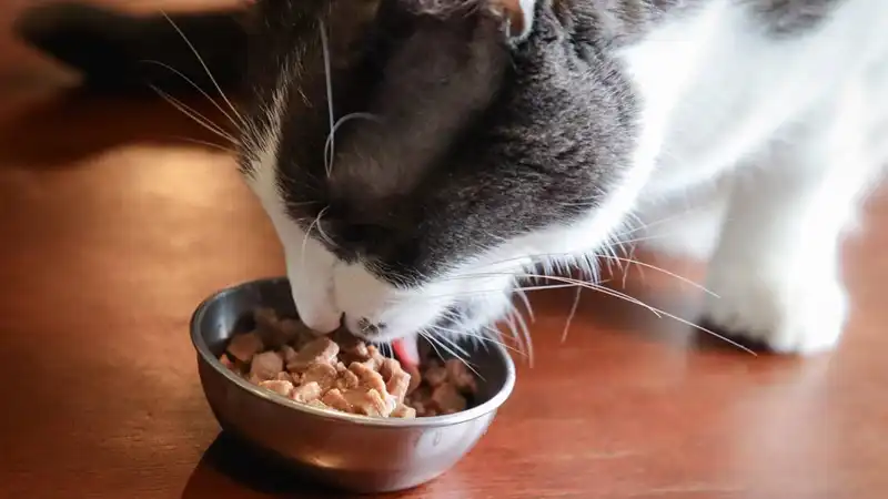 GS-441524 Injection | Shaanxi BLOOM Tech Co., Ltd GS-441524 Injection | Shaanxi BLOOM Tech Co., Ltd