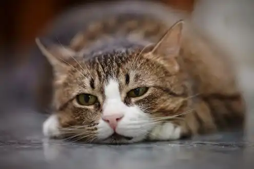 GS-441524 FIP | Shaanxi BLOOM Tech Co., Ltd