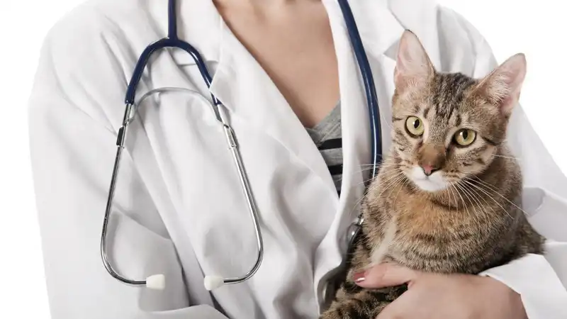 GS-441524 FIP | Shaanxi BLOOM Tech Co., Ltd GS-441524 FIP | Shaanxi BLOOM Tech Co., Ltd