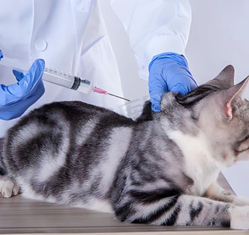 GS-441524 Injection use | Shaanxi BLOOM Tech Co., Ltd