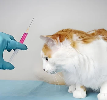 GS-441524 Injection use | Shaanxi BLOOM Tech Co., Ltd