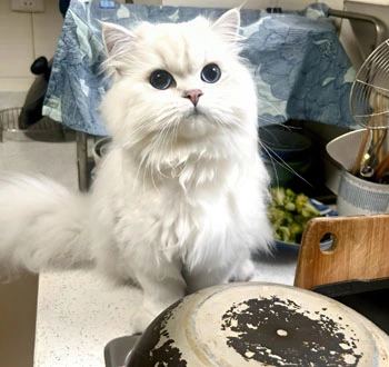 GS-441524 Fip | Shaanxi BLOOM Tech Co., Ltd