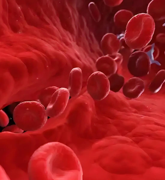 GS-441524 Fip use| Shaanxi BLOOM Tech Co., Ltd