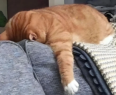 GS-441524 Fip use | Shaanxi BLOOM Tech Co., Ltd