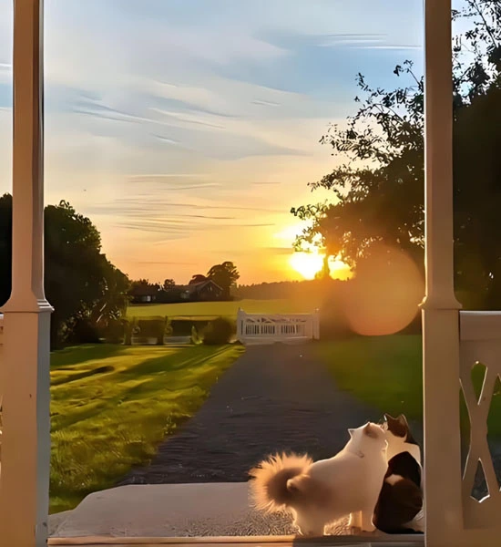 GS 441524 | Shaanxi Bloom Tech