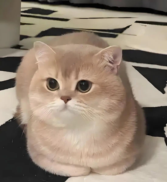 GS 441524 | Shaanxi Bloom Tech