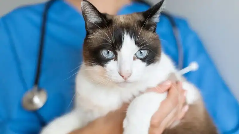 GS-441524 Fip | Shaanxi BLOOM Tech Co., Ltd GS-441524 Fip | Shaanxi BLOOM Tech Co., Ltd