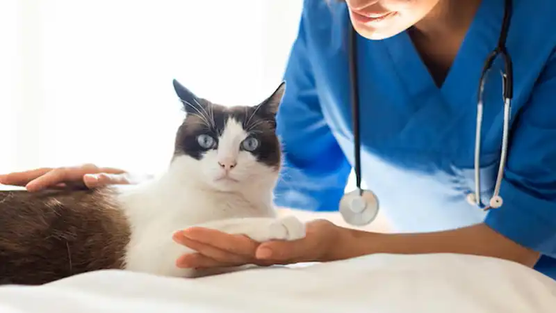 GS-441524 Fip | Shaanxi BLOOM Tech Co., Ltd