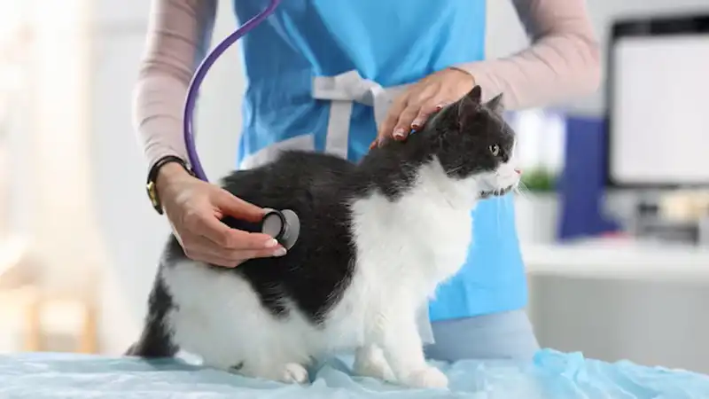 GS-441524 Fip | Shaanxi BLOOM Tech Co., Ltd