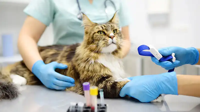 GS-441524 Fip | Shaanxi BLOOM Tech Co., Ltd GS-441524 Fip | Shaanxi BLOOM Tech Co., Ltd